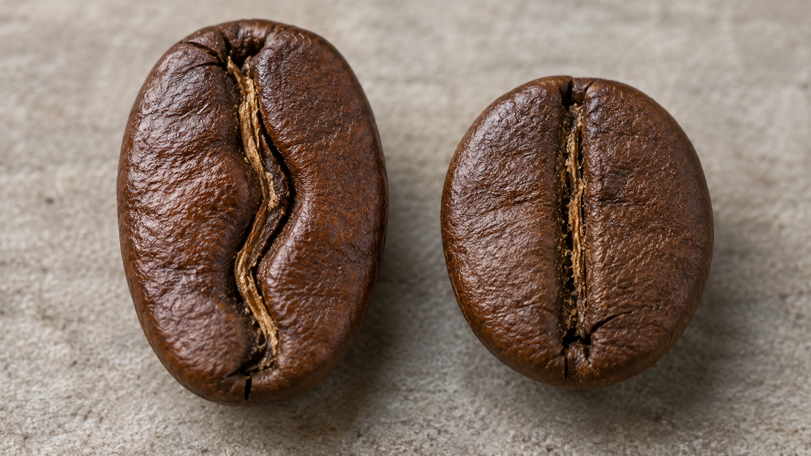 arabica-robusta-razlika-oblik-zrna.png